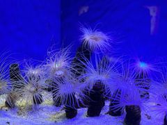 -上海海洋水族馆