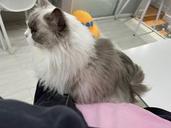 -喵的天空名猫咖啡馆·撸猫·猫舍·用品