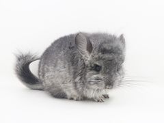 -龙猫仔乐园(惠福东路店)