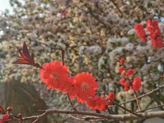 -桃花堤公园