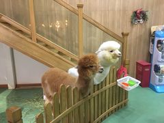 -藦茜花园宠物主题亲子互动体验馆(国顺东路店)