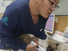 -瑞派长江宠物医院·猫科·外科·24小时夜护(谊城公寓分院)
