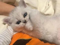 -客栈猫舍(中央北路店)