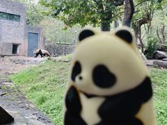 -都江堰中华大熊猫苑