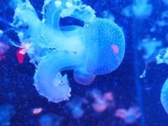 -梦幻海洋王国(吾悦广场张家港店)
