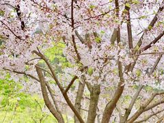 -绵阳盛世樱花悠乐谷