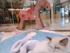 -momokira米努特·德文卷毛猫·棉花面纱犬