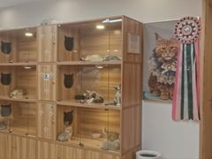 -猫十亿·布偶金渐层·曼基康矮脚猫舍(青年路店)