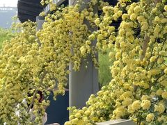 -上海鲜花港