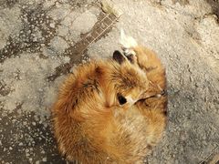 -宫城藏王狐狸村