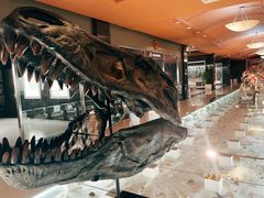 -青岛贝壳博物馆