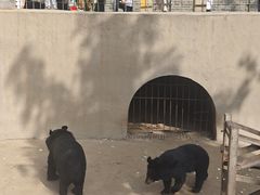 -保定市动物园