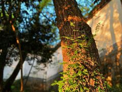 -上海佘山国家森林公园天马山园