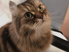 -猫儿山۰猫主题餐厅