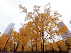 -重庆市江北嘴中央商务区中央公园