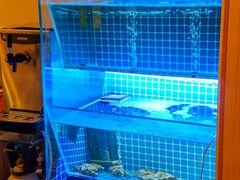 -镹·鱼料理  国产鱼使用店