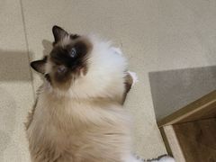 -藏猫猫咖啡主题馆(中央大道店)