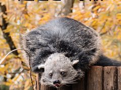 -云南野生动物园