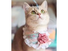 -猫大福·Fortune Cat猫舍(百子湾店)