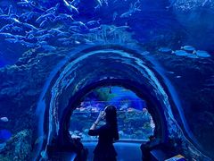 -海合安成都极地海洋公园