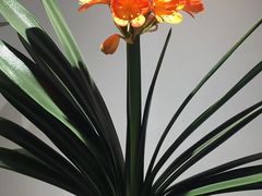 -北京植物园-展览温室