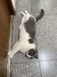 -和木形象