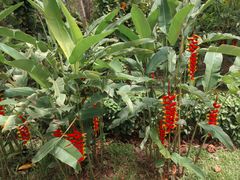-中国科学院西双版纳热带植物园
