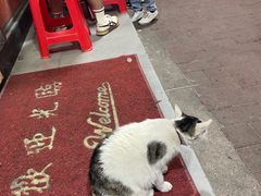 -威邵鸡煲(西华路总店)