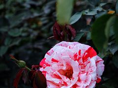 -香蜜公园