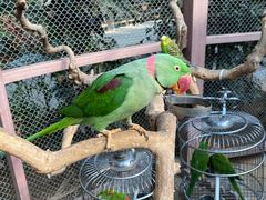 -南宫五洲植物乐园