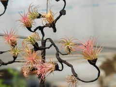 -龙大花卉苗木市场