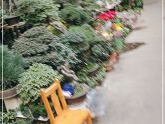 -青石桥花鸟鱼虫市场(叠翠城店)