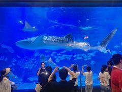 -烟台海昌鲸鲨海洋公园