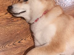 -柴务处·柴犬主题狗咖