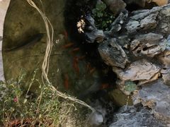 -双廊杨记石锅鱼石锅牛肉