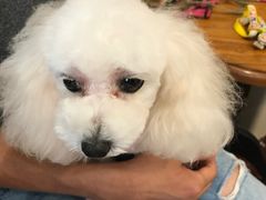 -多卡布奇宠物生活馆(上林世家店)