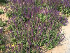 -武清南湖绿博园