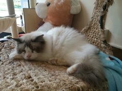 -李小姐の猫咖啡馆(五角场店)