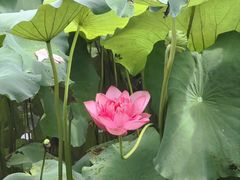 -广州莲花山旅游区