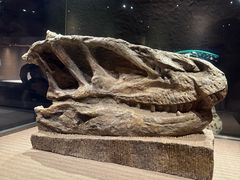 -自贡恐龙博物馆