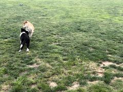 -趣玩宠物乐园寄养训犬训狗游泳池