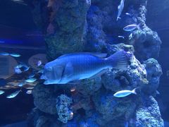 -新加坡海洋生态馆