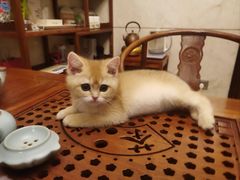 -佳雯宠物医院(四明中路分院)