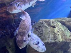 -芜湖新华联大白鲸海洋公园