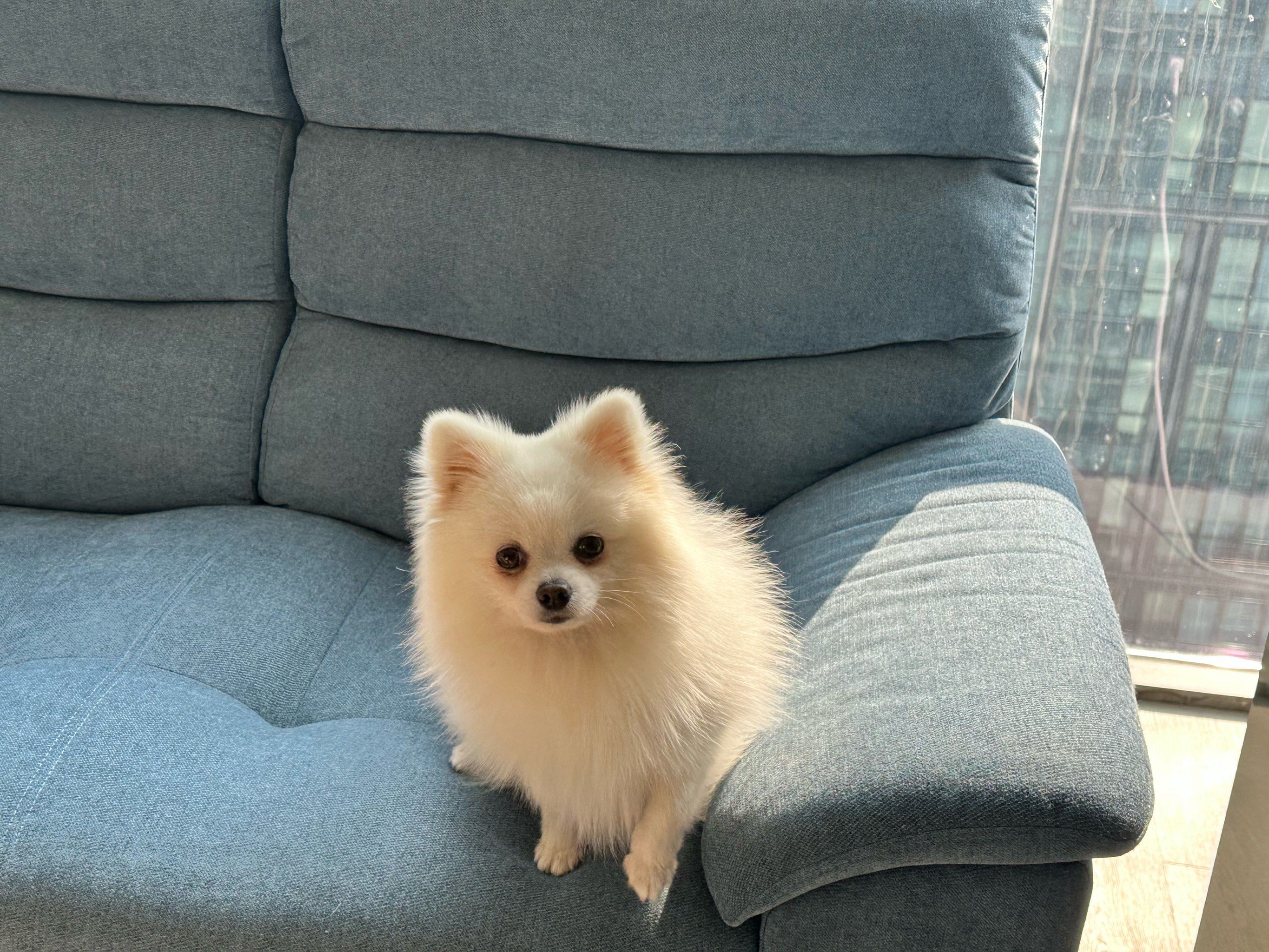 宠物狗狗的日常萌