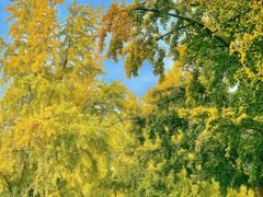 -三里屯东五街银杏大道