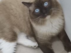 -佳雯宠物医院·皮肤科·内外科(春晓路分院)