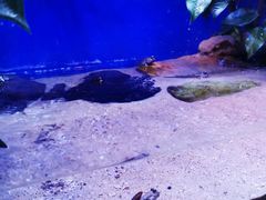 -上海海洋水族馆