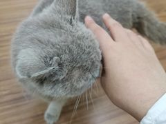 -三花喵·撸猫购宠·宠物生活馆(虹桥南丰城店)