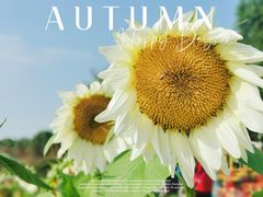 -花开海上生态园